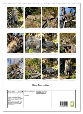 CALVENDO Wandkalender Kleine Tiger im Wald (Premium, hochwertiger DIN A2 Wandkalender 2023, Kunstdruck in Hochglanz)