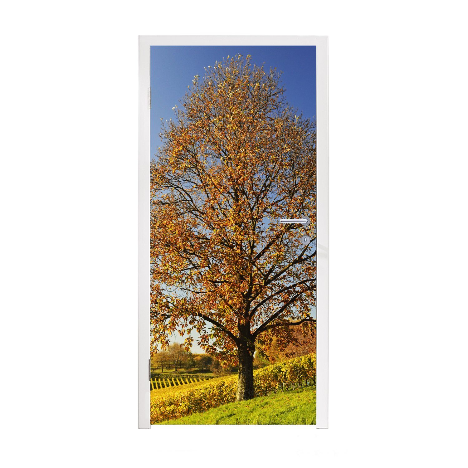 einer Matt, Türaufkleber, bedruckt, Tür, Weinberglandschaft, in MuchoWow 75x205 St), Türtapete (1 für Fototapete cm Kastanienbaum