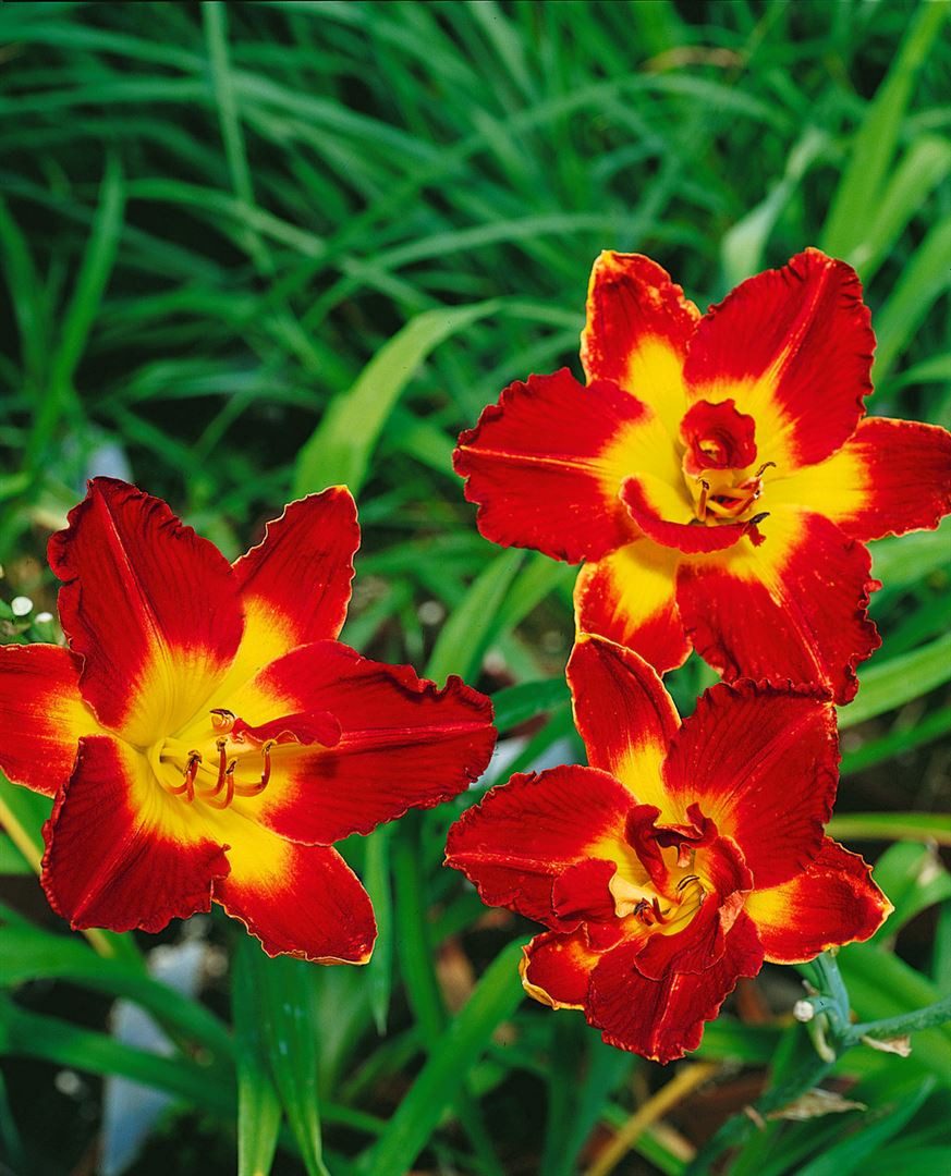 Pflanzen für Dich Staude Hemerocallis 'Chicago Apache', 1 St., Taglilie