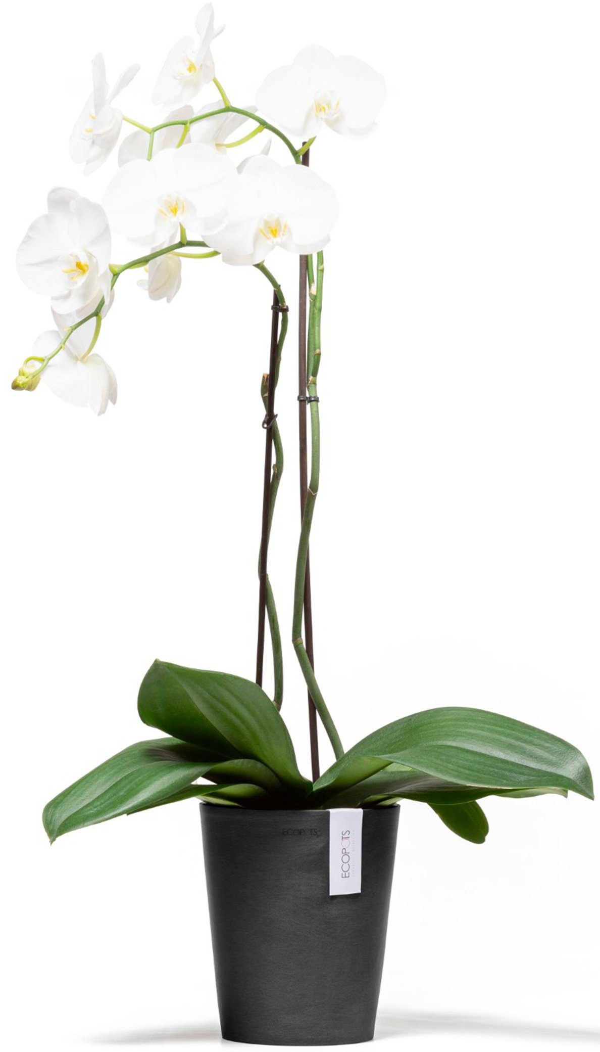 ECOPOTS Blumentopf Morinda Orchidee 17 Dunkelgrau, für den Innenbereich günstig online kaufen