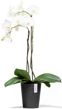 ECOPOTS Blumentopf Morinda Orchidee 17 Dunkelgrau, für den Innenbereich