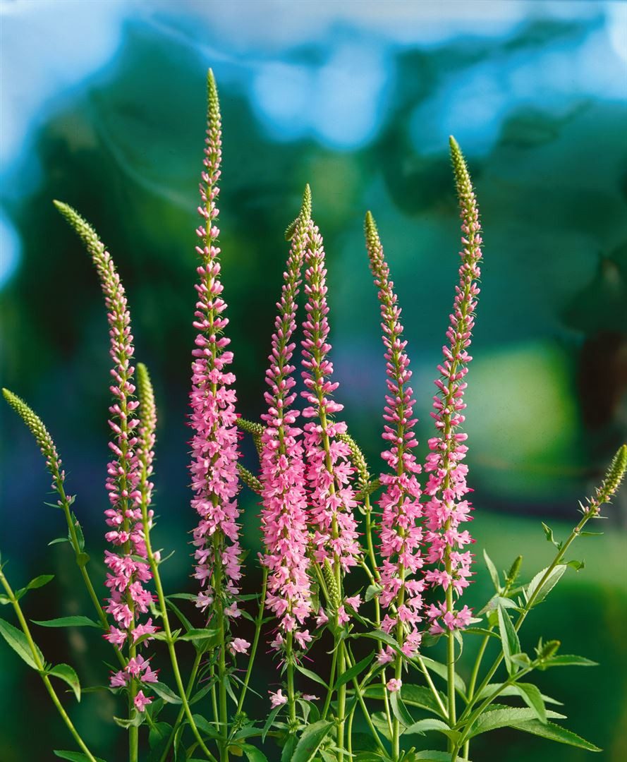 Pflanzen für Dich Staude Veronica longifolia 'Pink Damask', 1 St., Langblättriger Ehrenpreis, Ehrenpreis – Bild 2 von 3