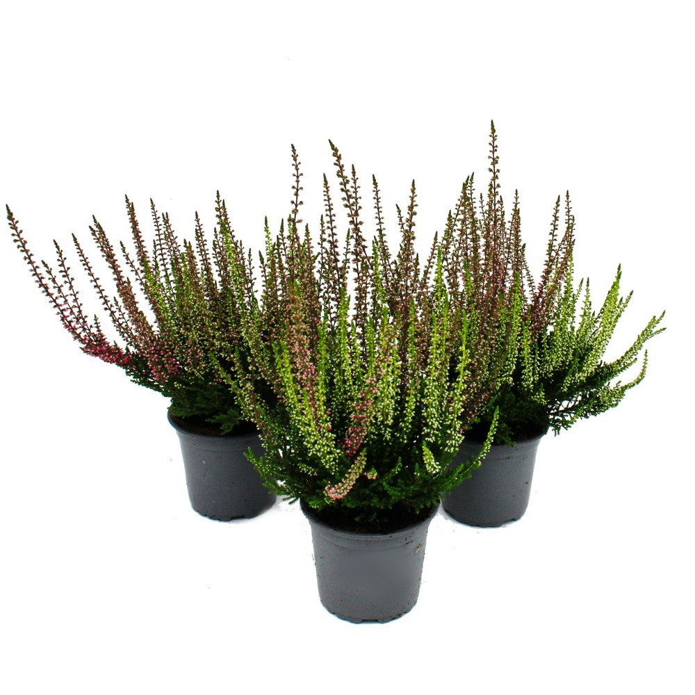 Exotenherz Beetpflanze Mehrfarbige Calluna vulgaris 3er Set Besenheide wint günstig online kaufen