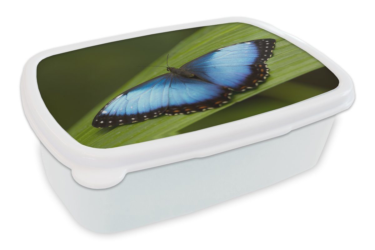 MuchoWow Lunchbox Morpho Schmetterling auf Blatt, Kunststoff, (2-tlg), Brotbox für Kinder und Erwachsene, Brotdose, für Jungs und Mädchen weiß | Lunchboxen