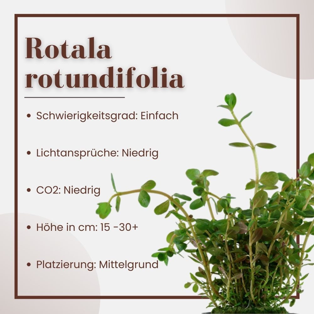 Aquaone Wasserpflanze Aquarium Pflanze Rotala rotundifolia Nr.033 günstig online kaufen