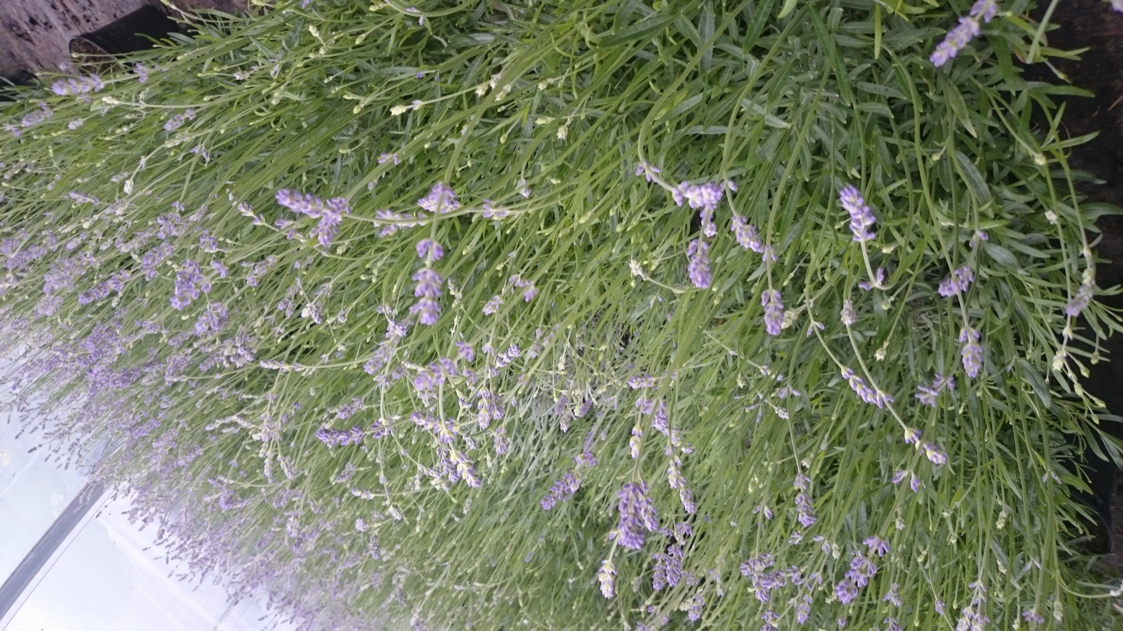 Baumschule Gold Staude 6 Lavendel Pflanzen Lavandula angustifolia Hidcote Blue