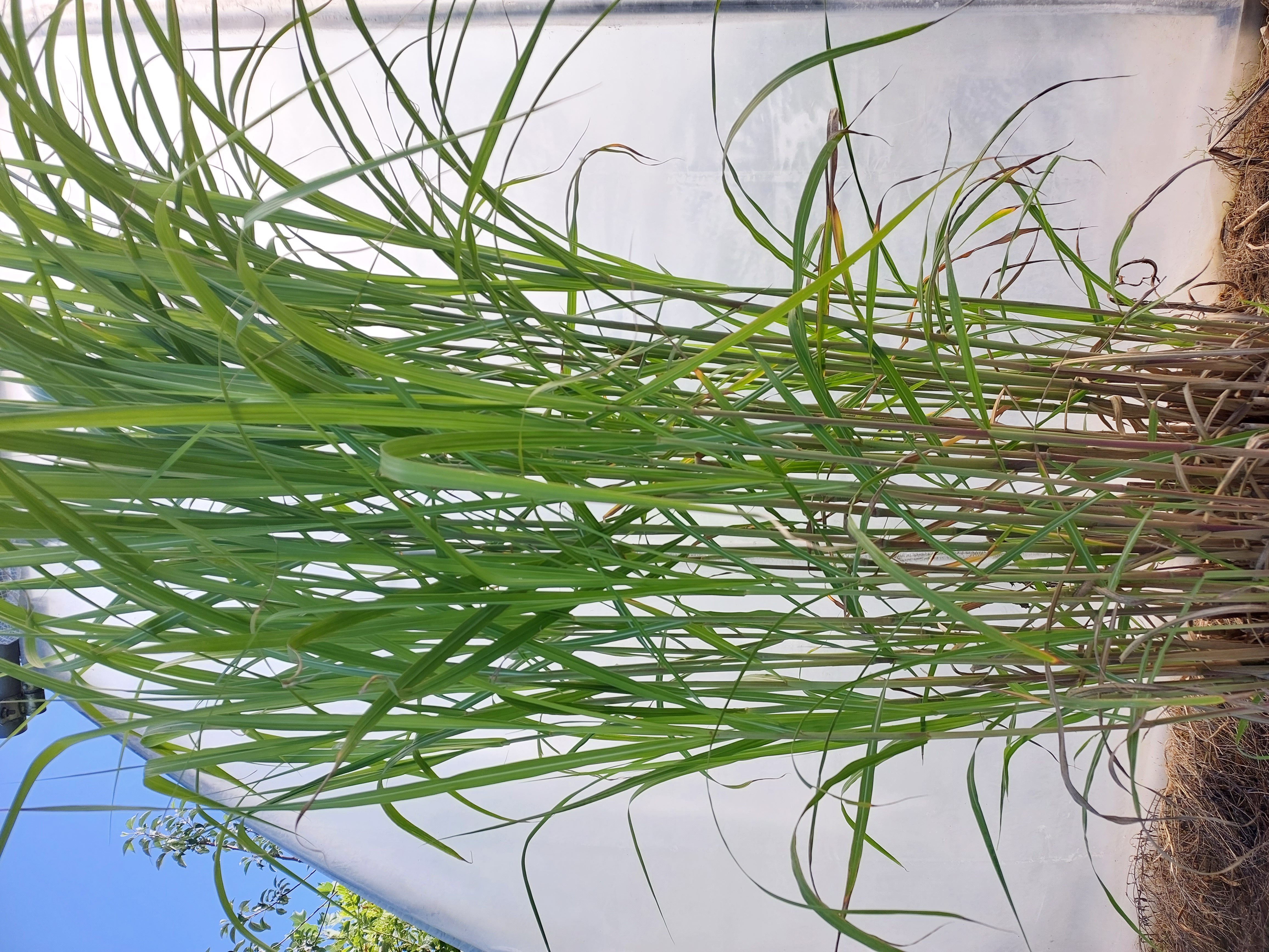 Baumschule Gold Gräser 3 x Miscanthus giganteus Giganthengras Riesen-Chinaschilf P1