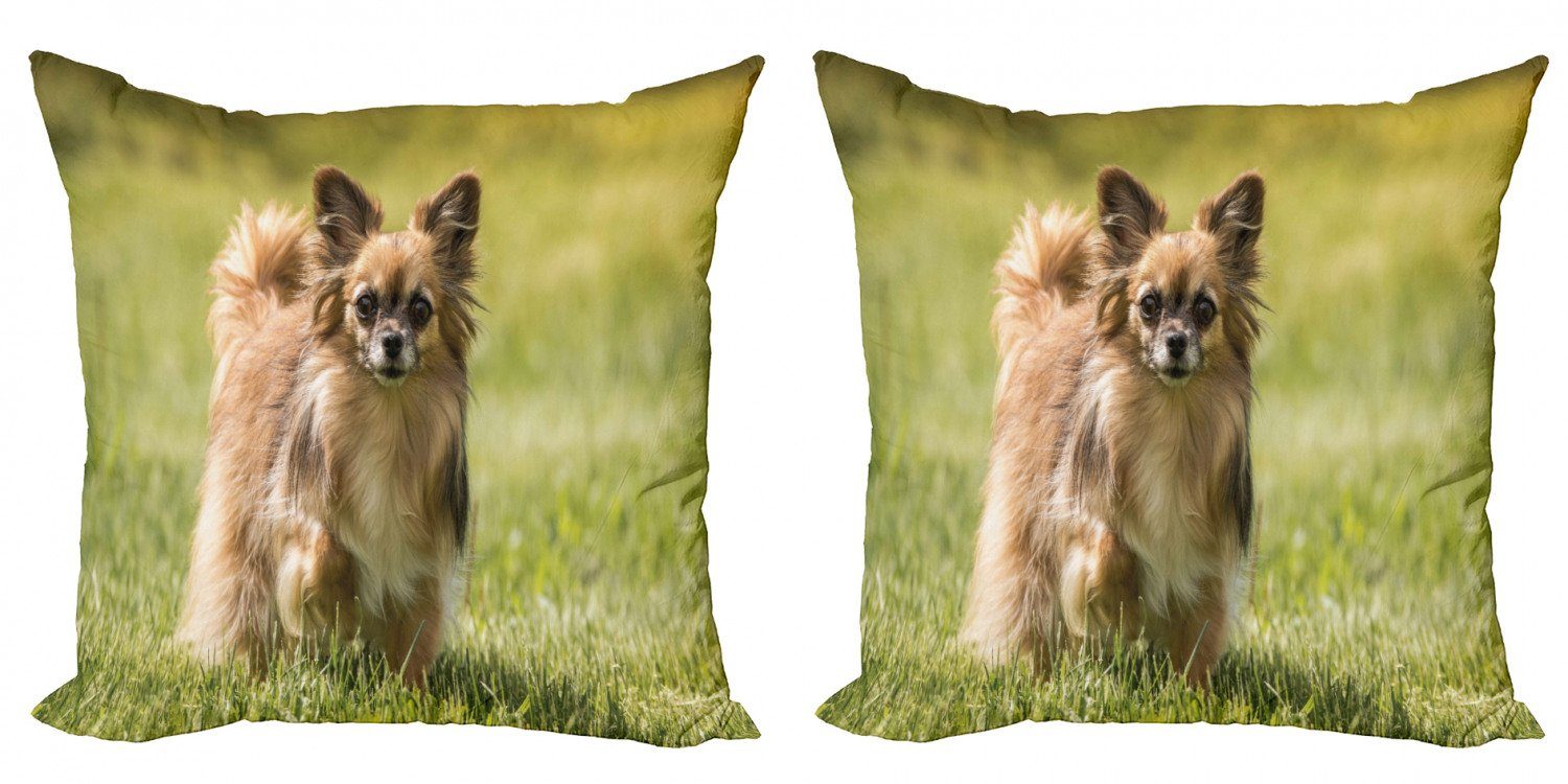 Chihuahua Accent (2 Stück), Doppelseitiger Modern Kissenbezüge kleiner Abakuhaus Langhaariger Hund Digitaldruck,