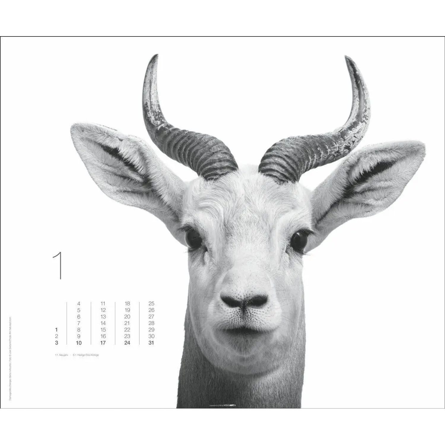Wandkalender Black & White Animals 2027