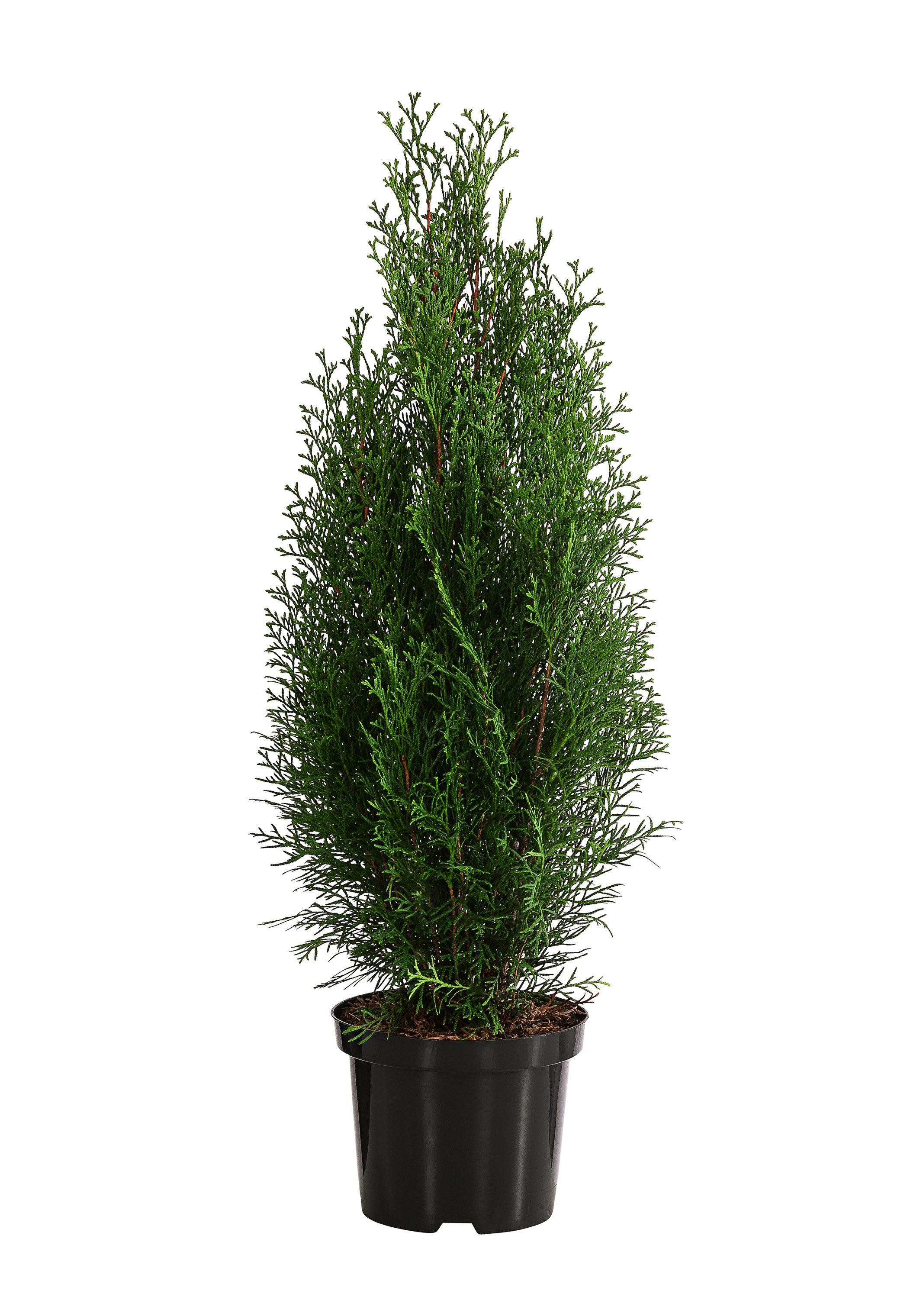 Dehner Hecken Thuja Lebensbaum Smaragd, 40 Растения, ca. 13 m, 80 - 100 cm, immergrüne Zypresse als Sichtschutz-Hecke