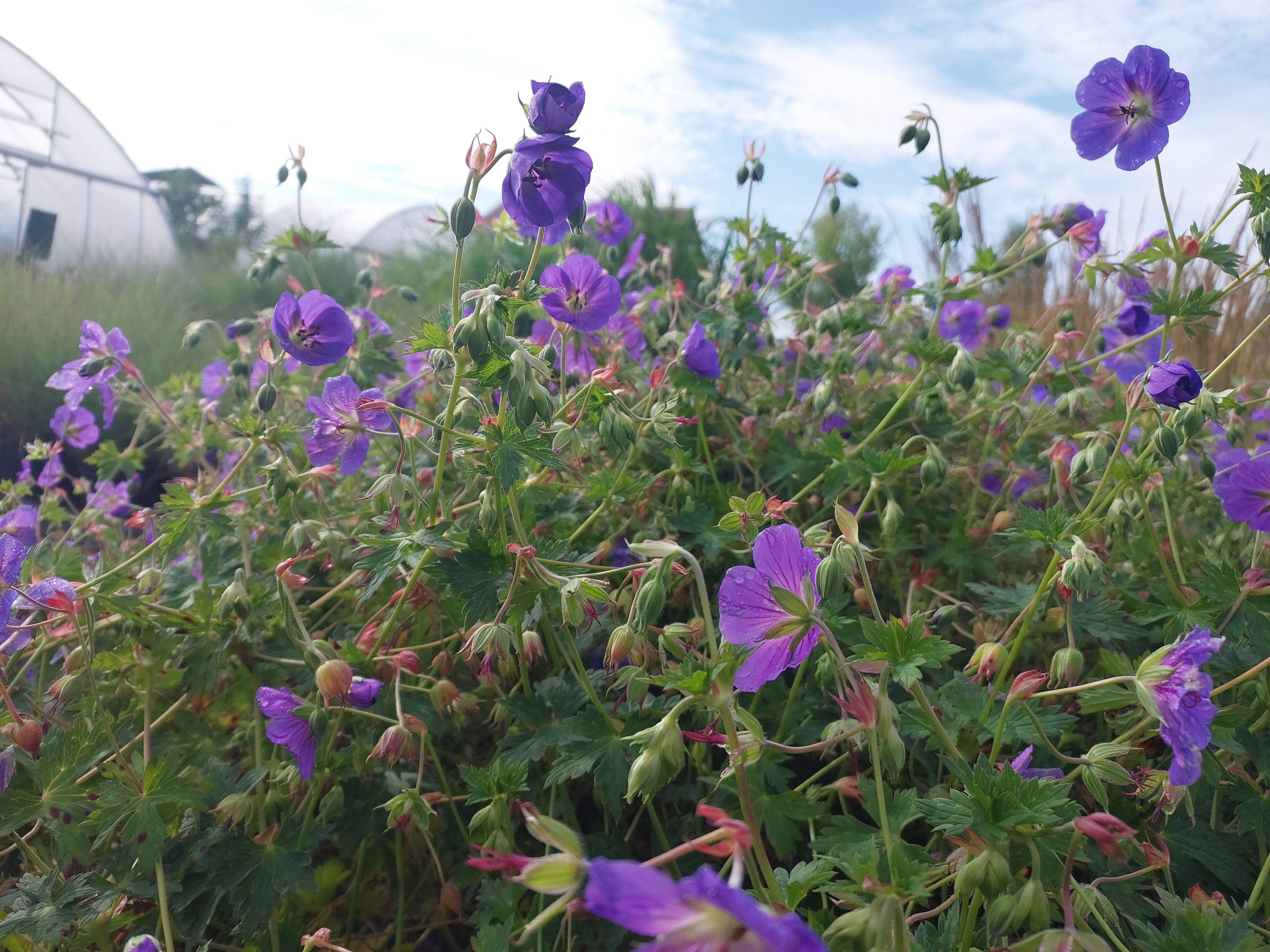 Baumschule Gold Staude Storchschnabel Geranium Rozanne P1 blau