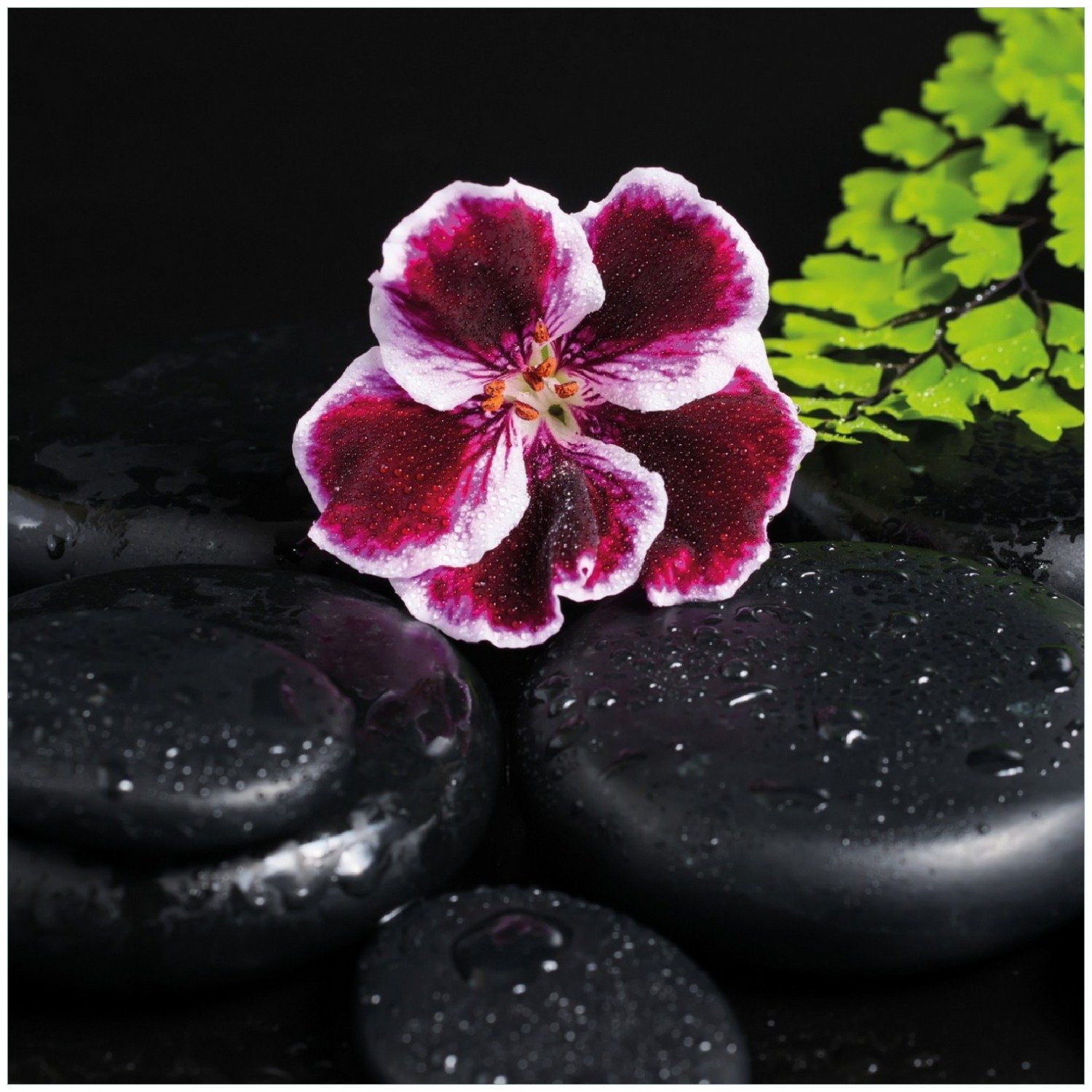 Wallario Memoboard Geranienblüte auf schwarzen Steinen, benetzt mit Wassertropfen