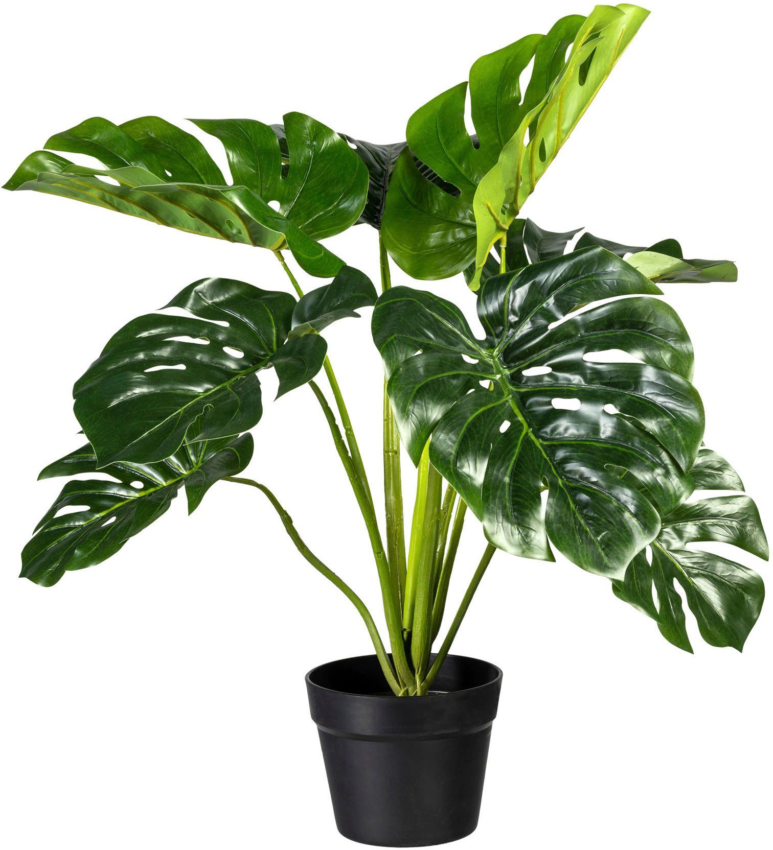 Künstliche Zimmerpflanze Splitphilodendron Splitphilodendron, Creativ green,  Höhe 65 cm | Kunstpflanzen