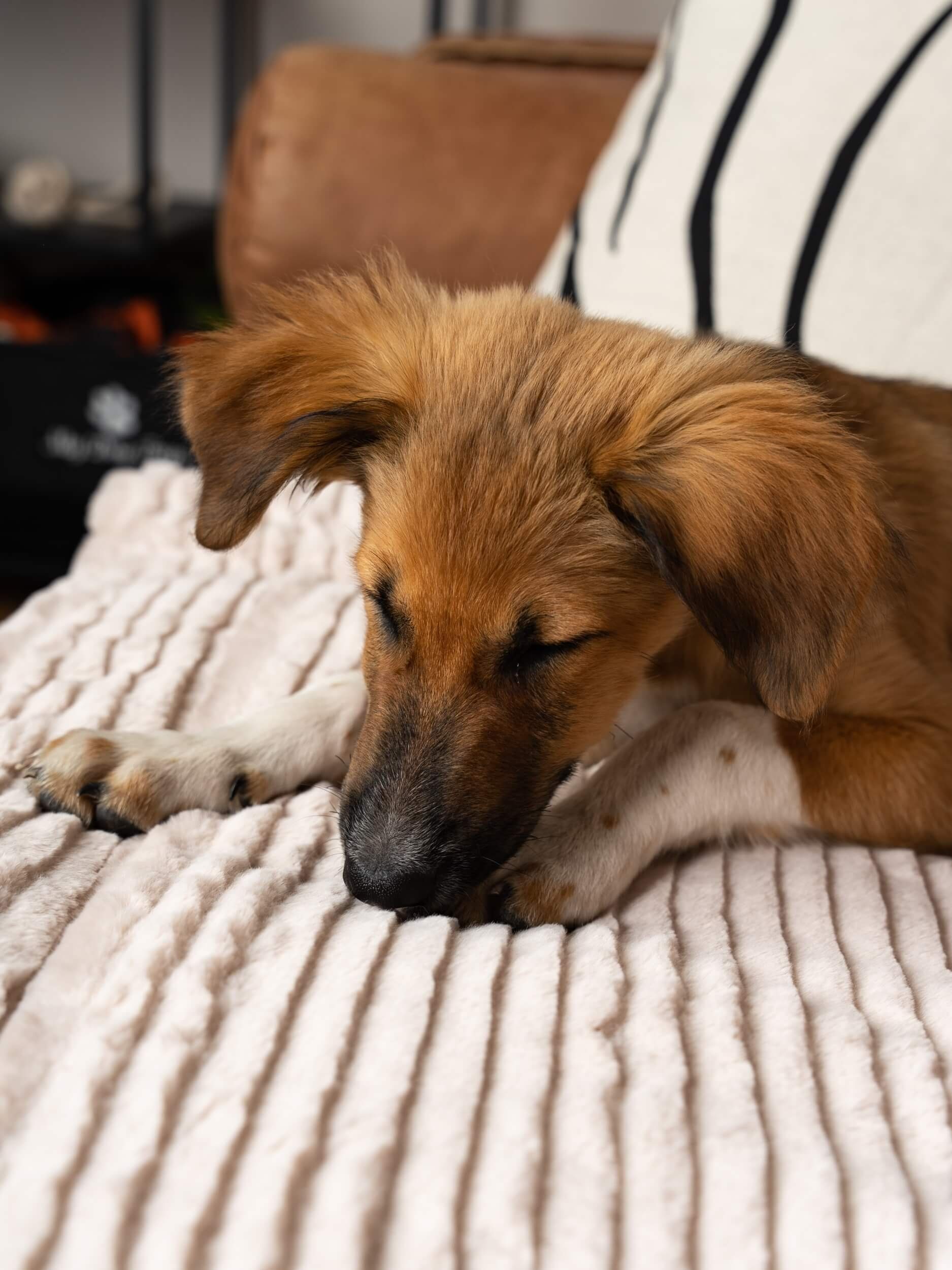 TrendPet Tierdecke Harmony creme, gefütterte Hundedecke, 100% Polyester, in verschiedenen Größen erhältlich