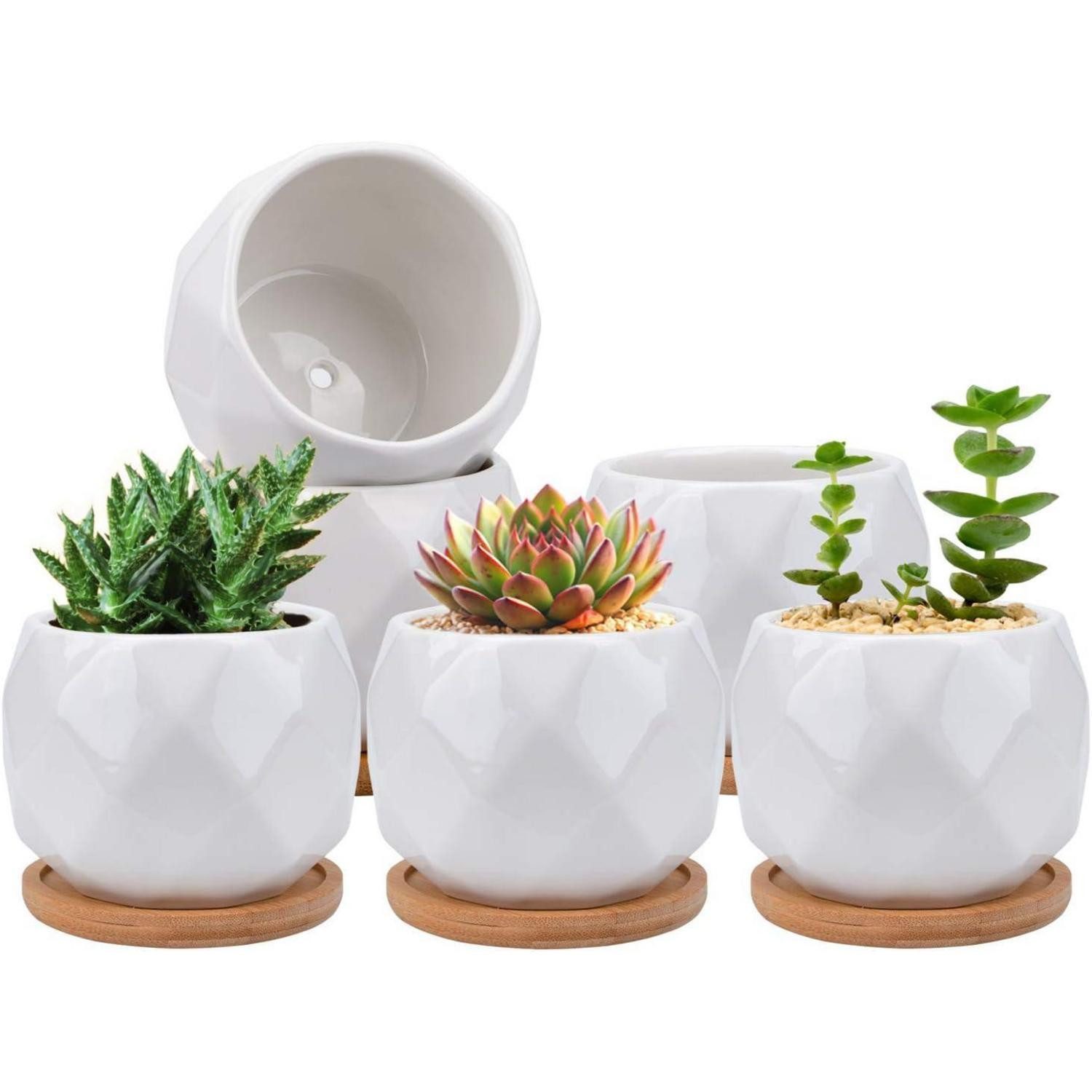 LuxusKollektion Übertopf Sukkulenten Übertöpfe