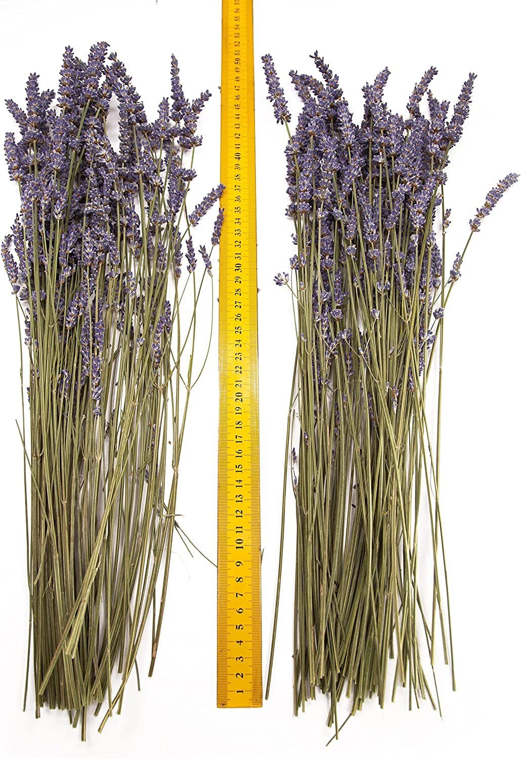 Lavendel, Echter Deko 40 Lavendelsäckchen SCHULZ auch französischer 2023 Provence Höhe Trockenblume getrocknet ROSEMARIE cm, aus Ernte Lavendelbund Heidelberg, für der Lavendel Lavendel Lavendelstrauß