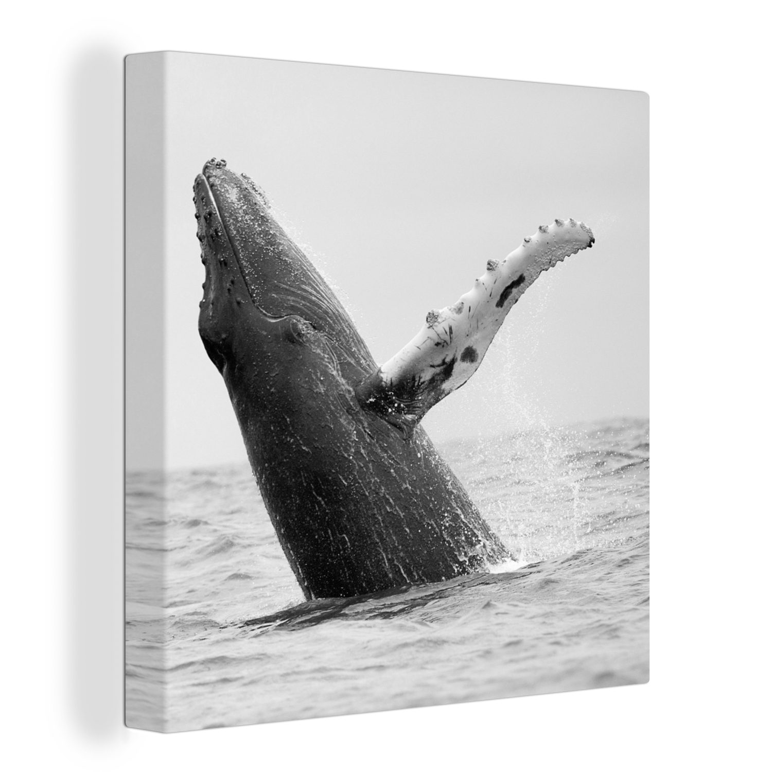 OneMillionCanvasses® Leinwandbild Buckelwal im Meer bei Costa Rica in schwarz-weiß, (1 St), Leinwand Bilder für Wohnzimmer Schlafzimmer