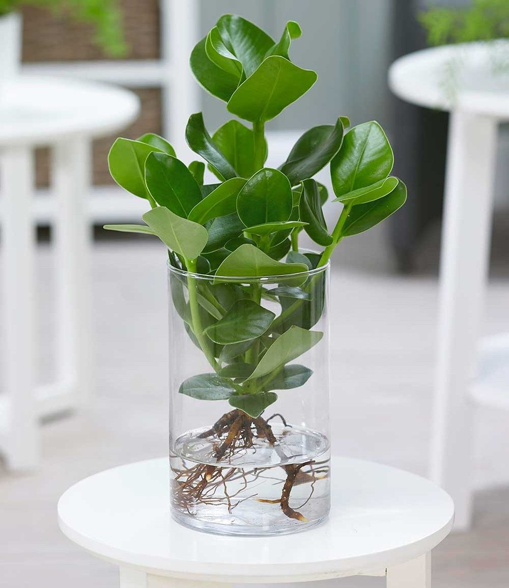 BALDUR Garten Zimmerpflanze Clusia inkl. Glasgefäß, 1 St., Clusiapflanze, pflegeleicht