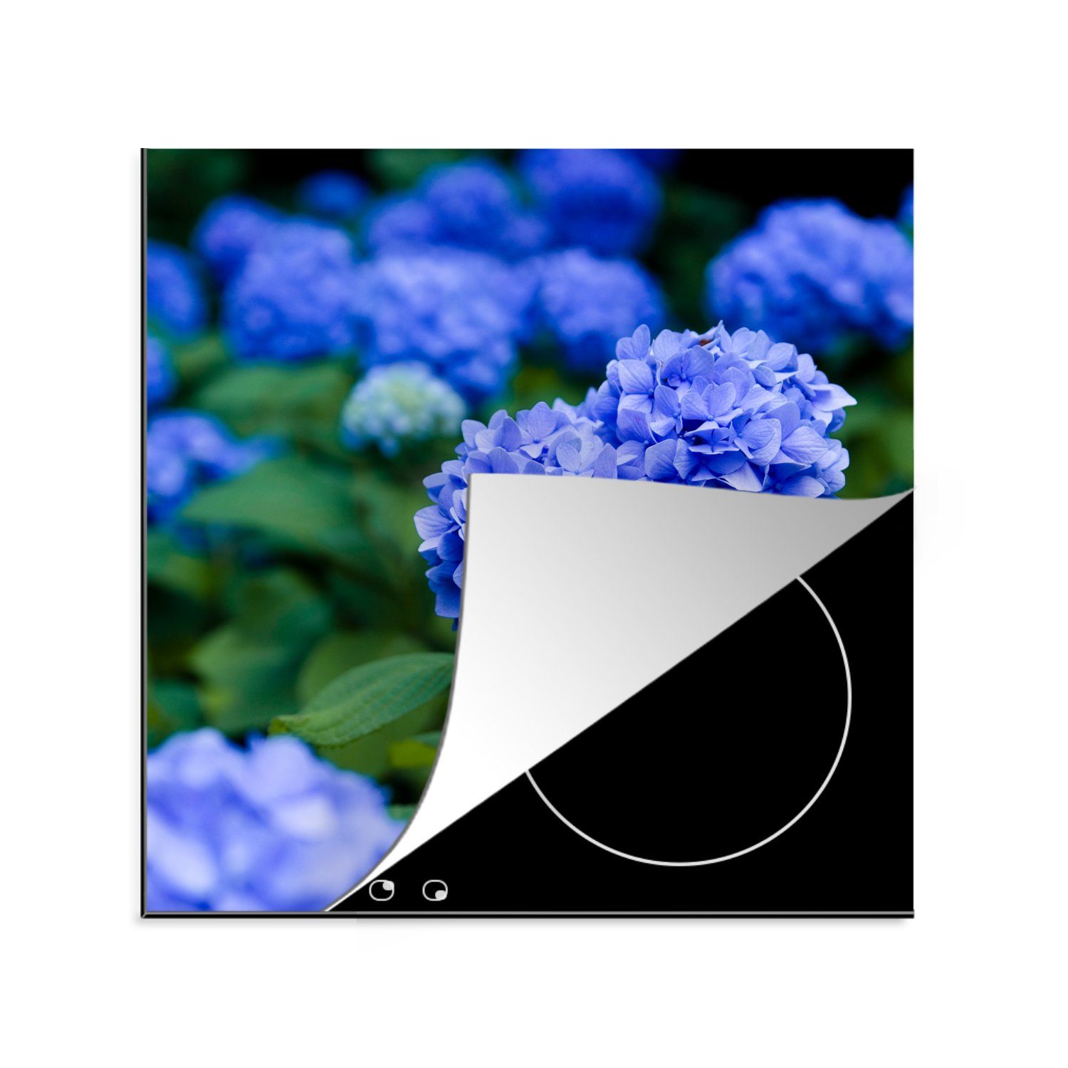 MuchoWow Herdblende-/Abdeckplatte Nahaufnahme blaue Hortensienblüten, Vinyl, (1 tlg), 78x78 cm, Ceranfeldabdeckung, Arbeitsplatte für küche