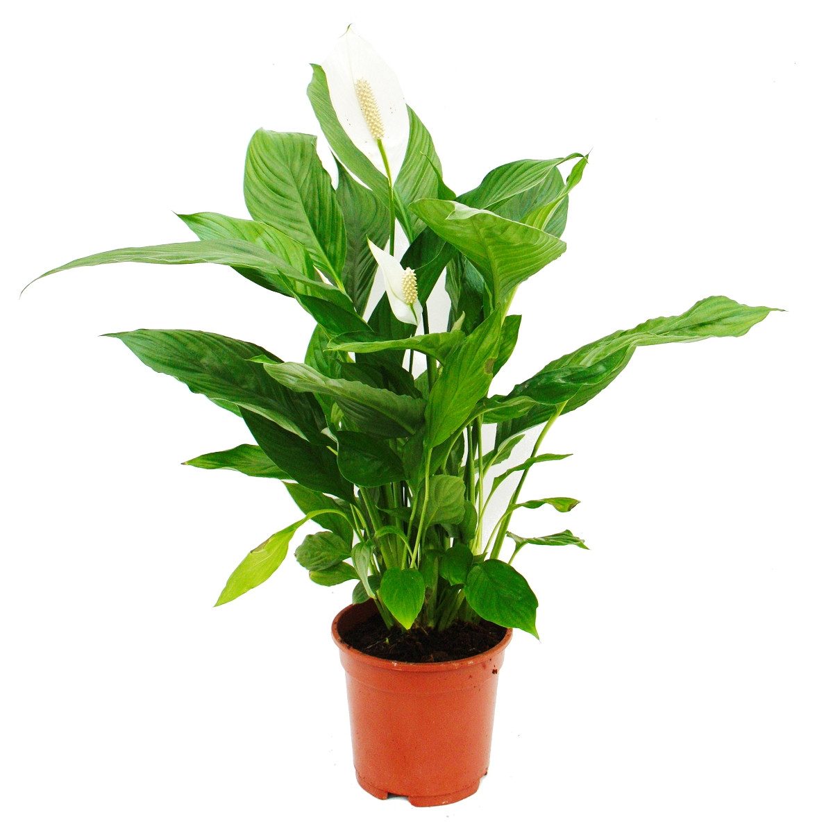 Exotenherz Zimmerpflanze Spathiphyllum "Cupido", Einblatt - 17cm Topf günstig online kaufen