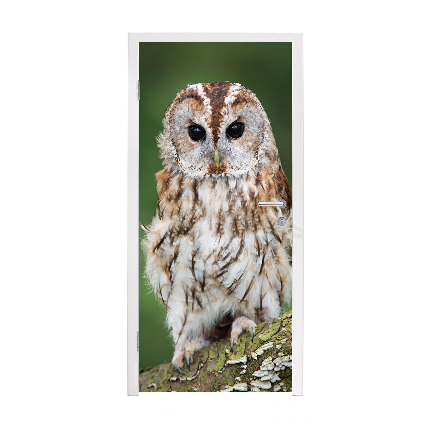 MuchoWow Türtapete Braune Eule sitzt auf einem Baum, Matt, bedruckt, (1 St), Fototapete für Tür, Türaufkleber, 75x205 cm