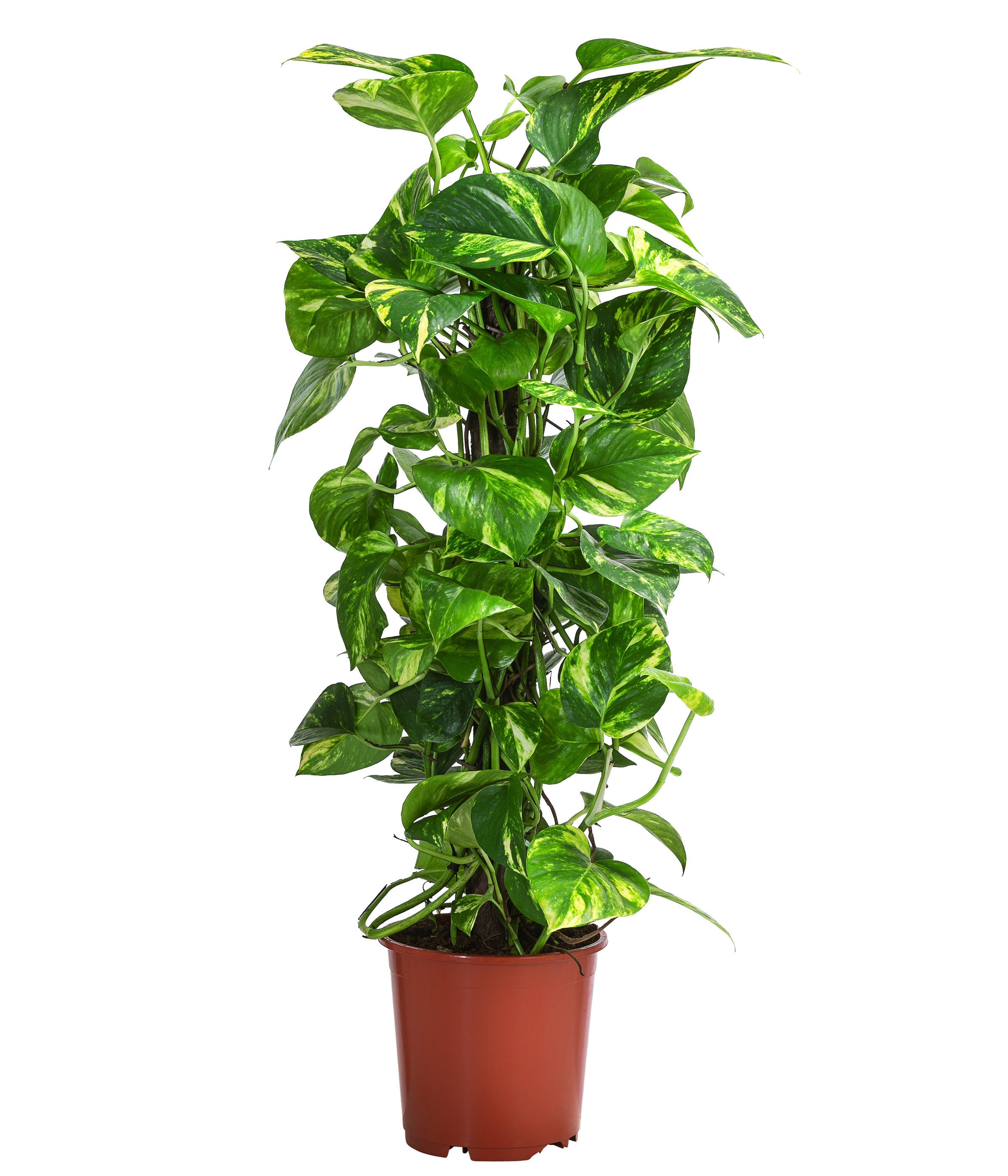 Dehner Zimmerpflanze Efeutute, Epipremnum aureum, kletternd, an Kratistestab gebunden, dekorative Grünpflanze mit hohem Luftfeuchtigkeitsbedarf