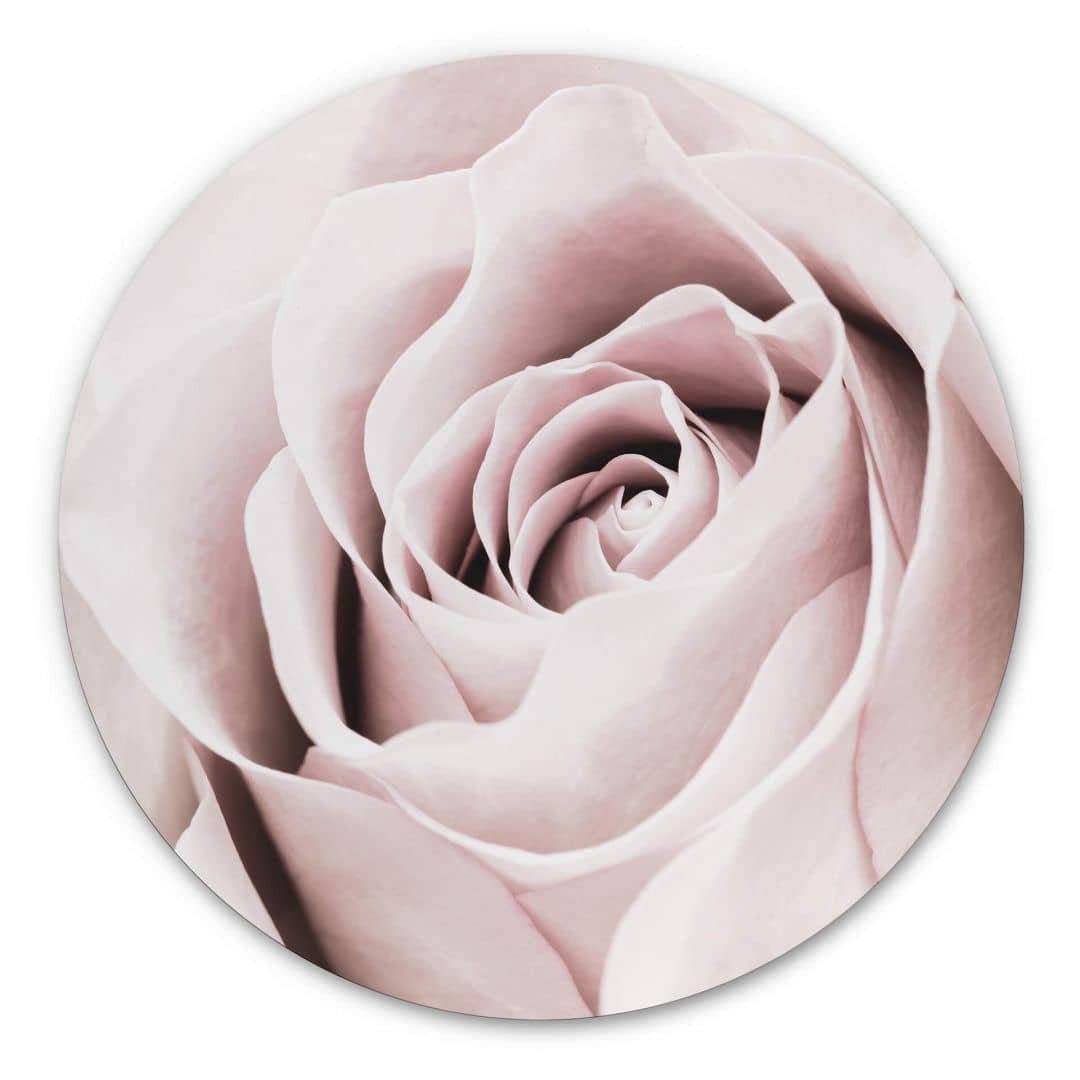 K&L Wall Art Alu-Dibond-Druck Metallposter Rund Edelrose Rosa Rose elegant Vintage Wanddeko, Metalloptik Wandbild Ø 30cm