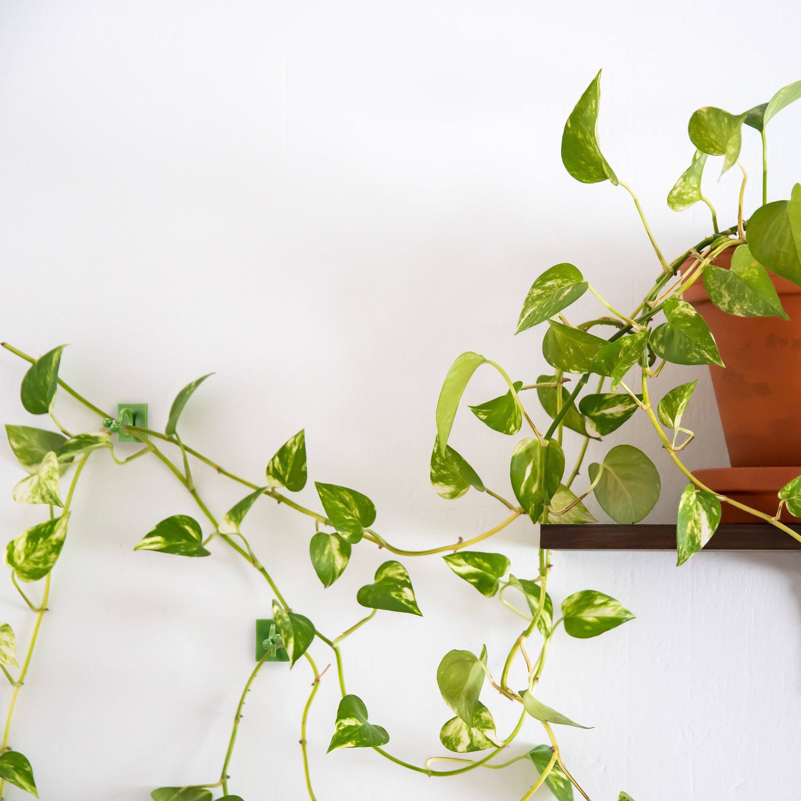 relaxdays Gartenpflege-Set Pflanzenclips selbstklebend im 240er günstig online kaufen
