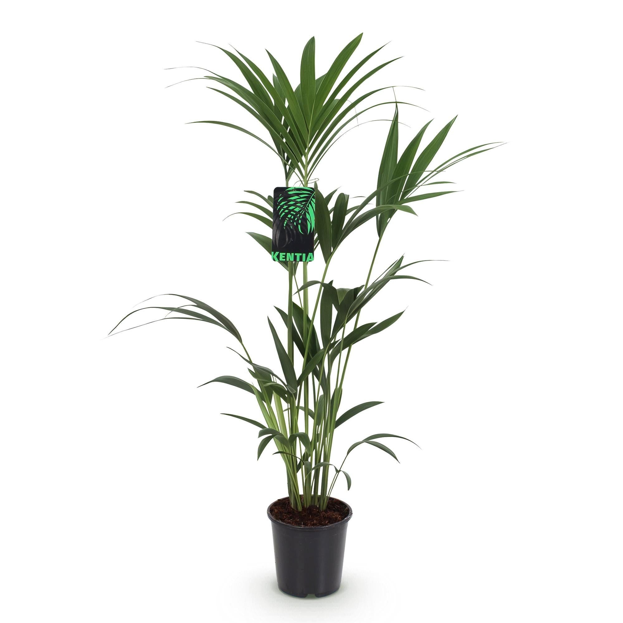 Florora Zimmerpflanze Howea Forsteriana – Kentia-Palme – 130 cm – Topf 21 cm
