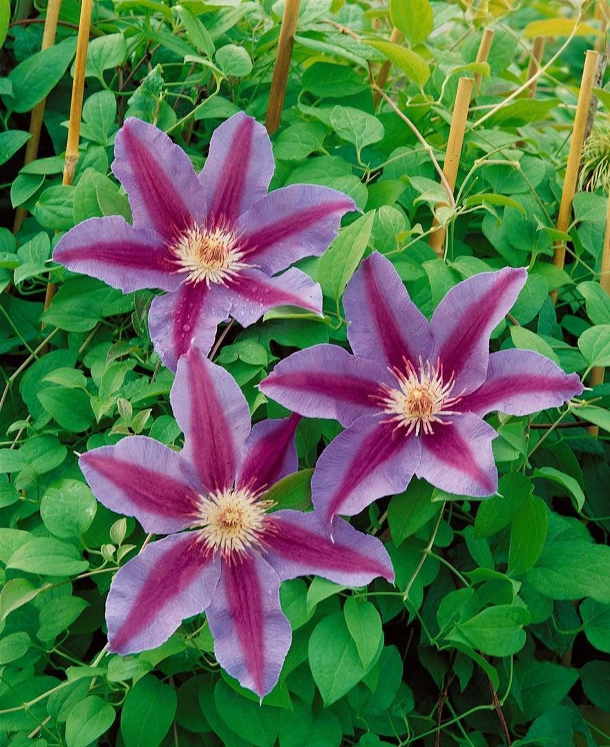 Pflanzen für Dich Kletterpflanze Clematis Hybride Tudor, 1 St., Clematis, Waldrebe, violettblühend, kletterpflanze