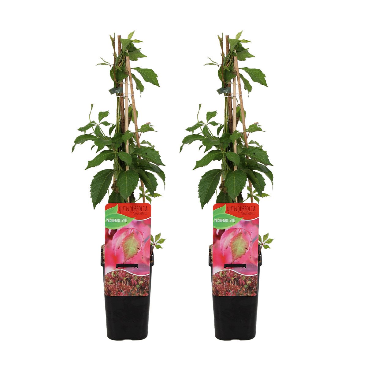 Bloomique Kletterpflanze 2er-Set Parthenocissus Quinquefolia Engelmannii, Wilder Wein, 70-80 cm, 2 St.