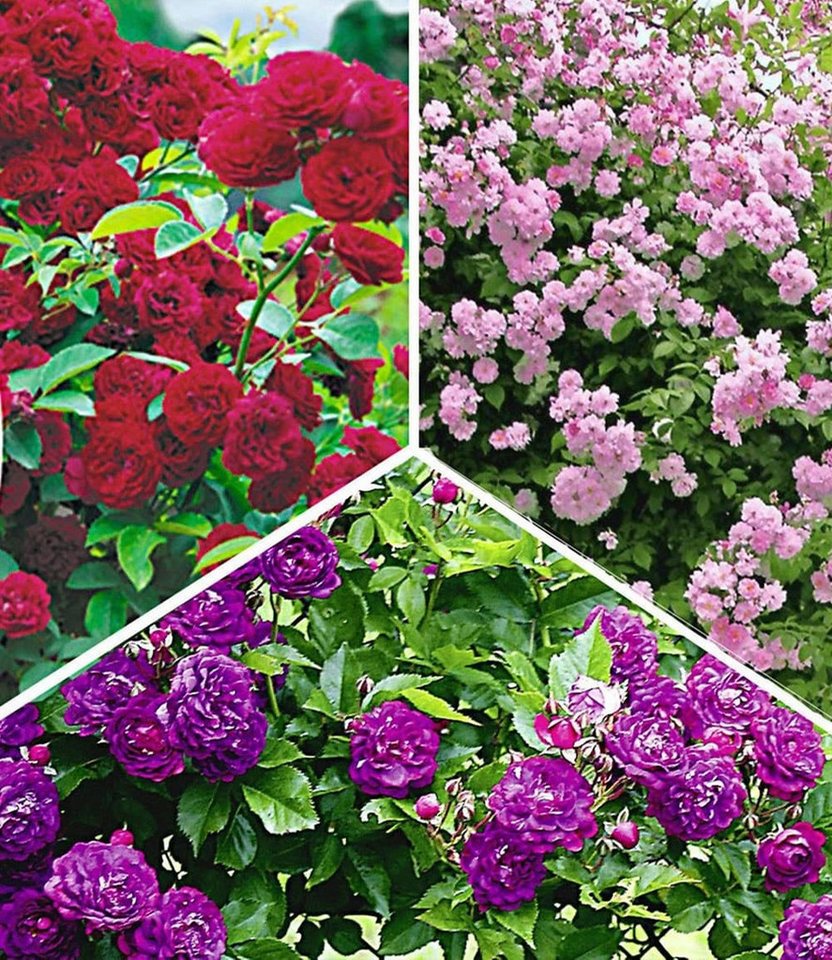 BALDUR Garten Rose Rambler-Rosen-Kollektion, 3 St., Gefüllt-blühend,winterhart, mehrjährig, pflegeleicht