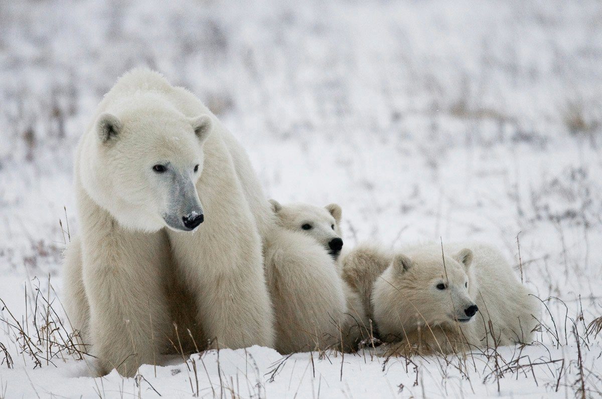 Papermoon Fototapete Eisbär mit Jungen
