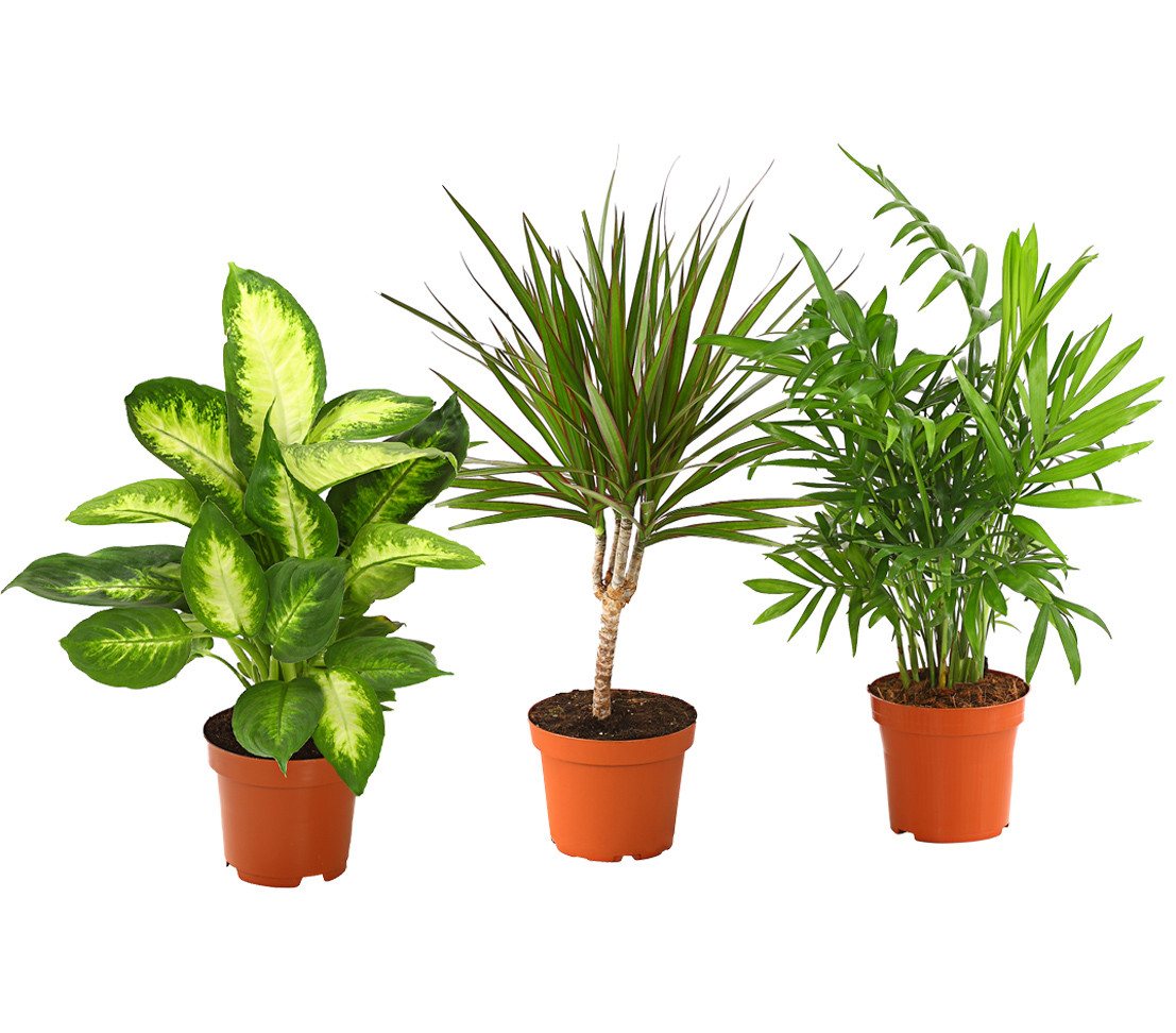 Dehner Zimmerpflanze Pflanzenset Grünpflanzen 3er, 40-50 cm inkl. Pflanztopf, Ø Topf 11 cm, bestehend aus Dieffenbachie Camilla, Bergpalme, Drachenbaum