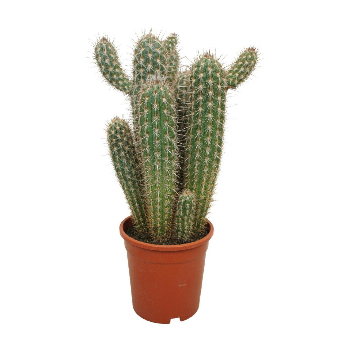 Exotenherz Kaktus Säulenkaktus Xique-Xique Pilosocereus gounellei - 17cm To günstig online kaufen