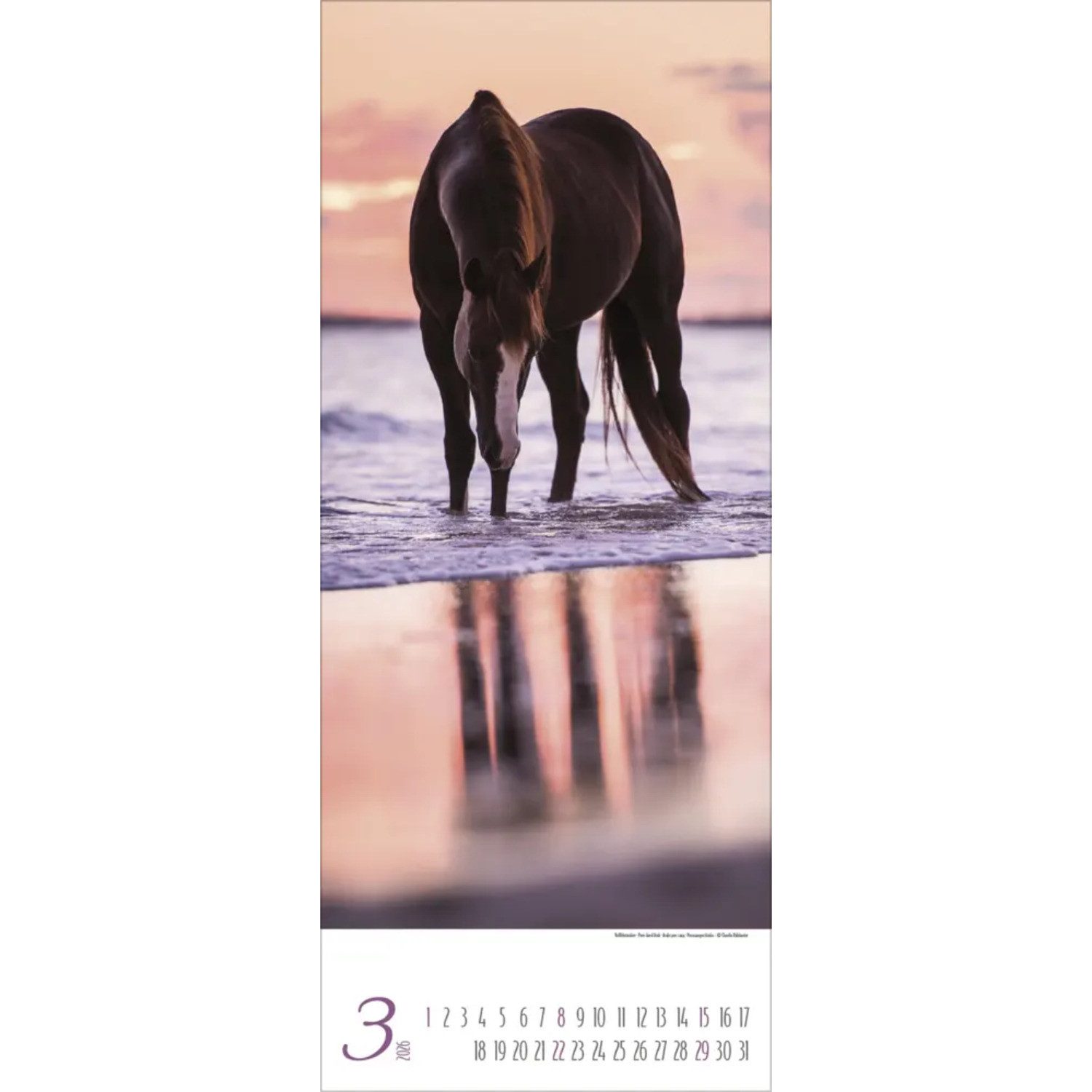 Korsch Verlag Wandkalender Pferde 2026