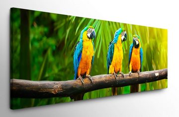 möbel-direkt.de Leinwandbild Bilder XXL Drei bunte Papageien Wandbild auf Leinwand