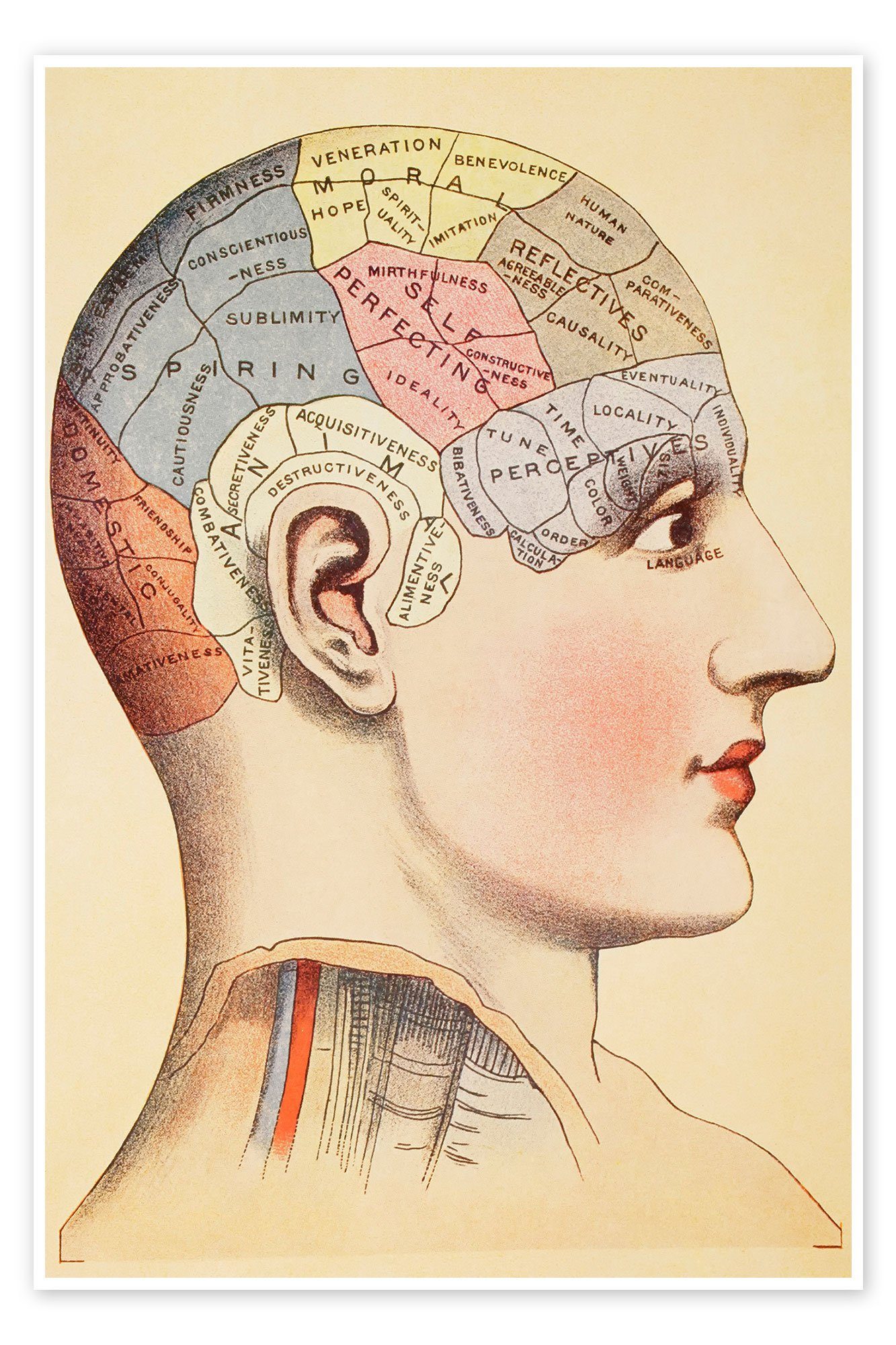Posterlounge Poster Vintage Educational Collection, Karte des menschlichen Gehirns (Englisch), Arztpraxis Vintage Illustration