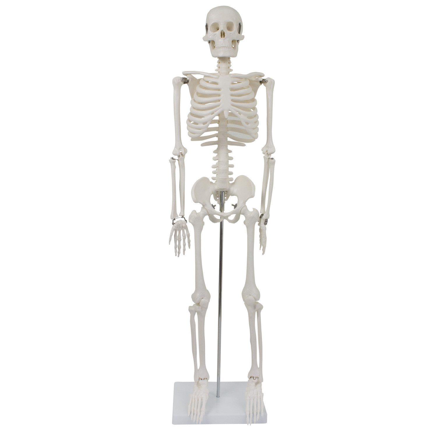 MedMod Dekoobjekt Anatomie Modell Skelett Verkleinert Anatomy Menschliches Skelett 87cm