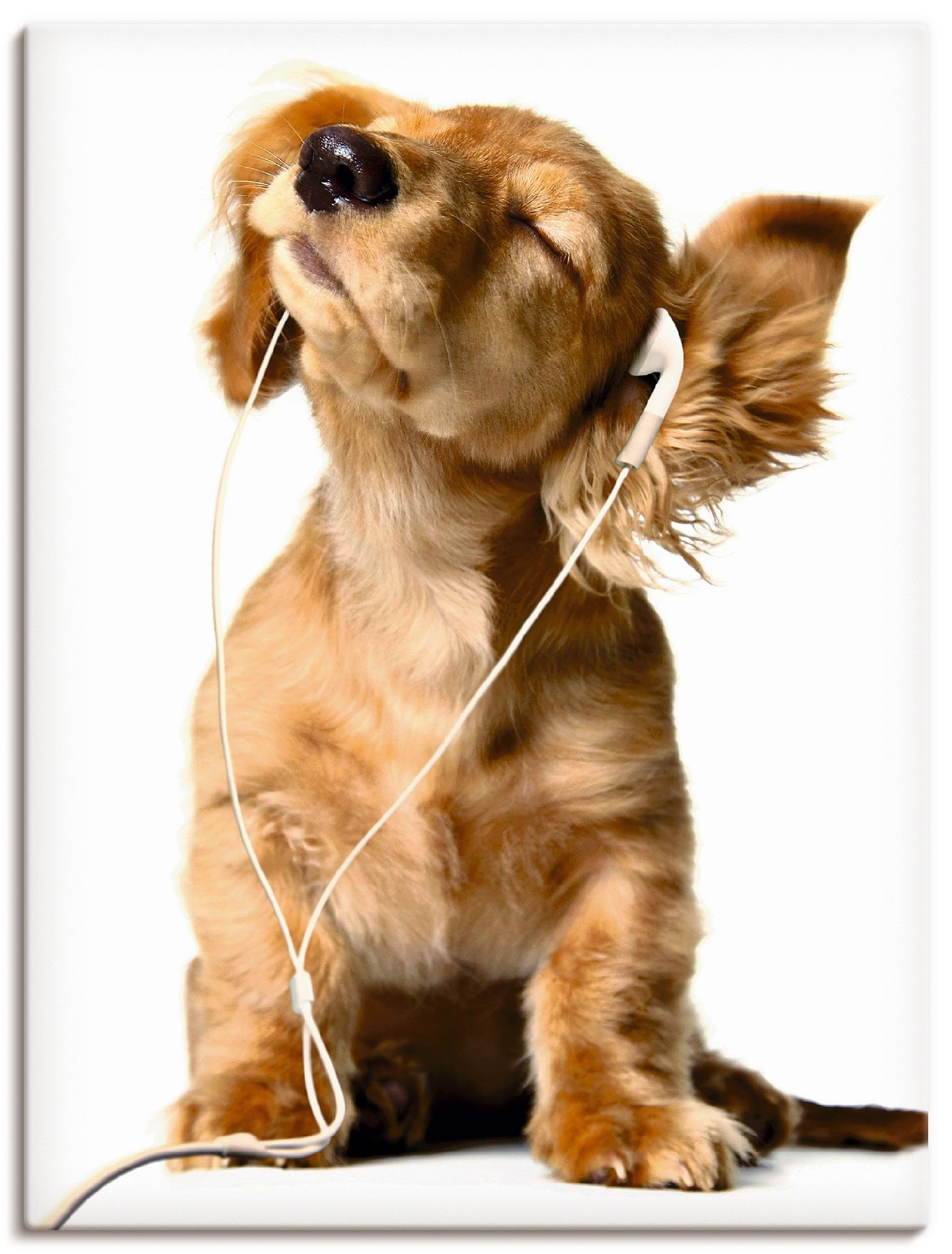Artland Leinwandbild Junger Hund hört Musik über Kopfhörer, Haustiere (1 St), auf Holzrahmen gespannt