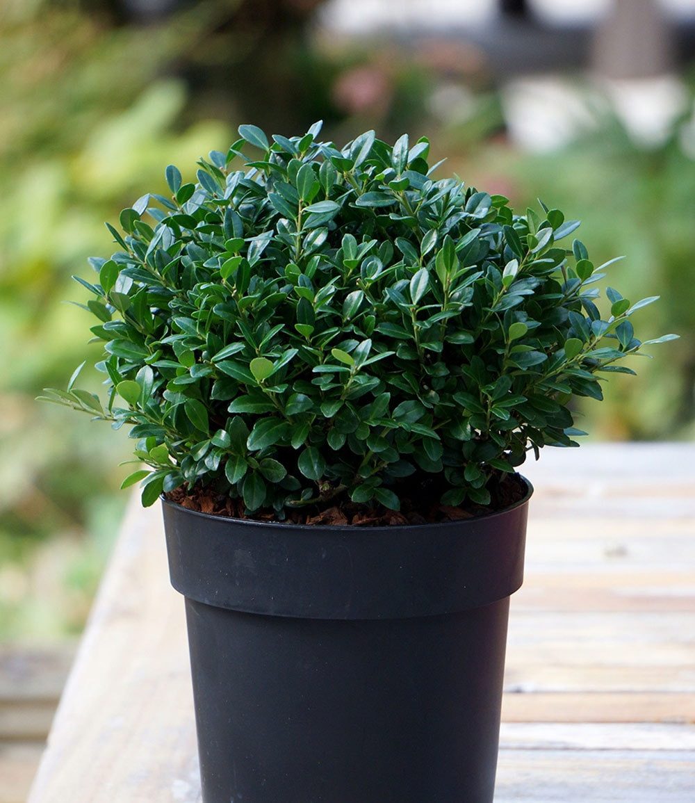 BALDUR Garten Zierstrauch Ilex 'Luxus® Globe' der Buchs-Ersatz, 5 St., Buxus, immergrün,winterhart, mehrjährig, pflegeleicht – Bild 4 von 5