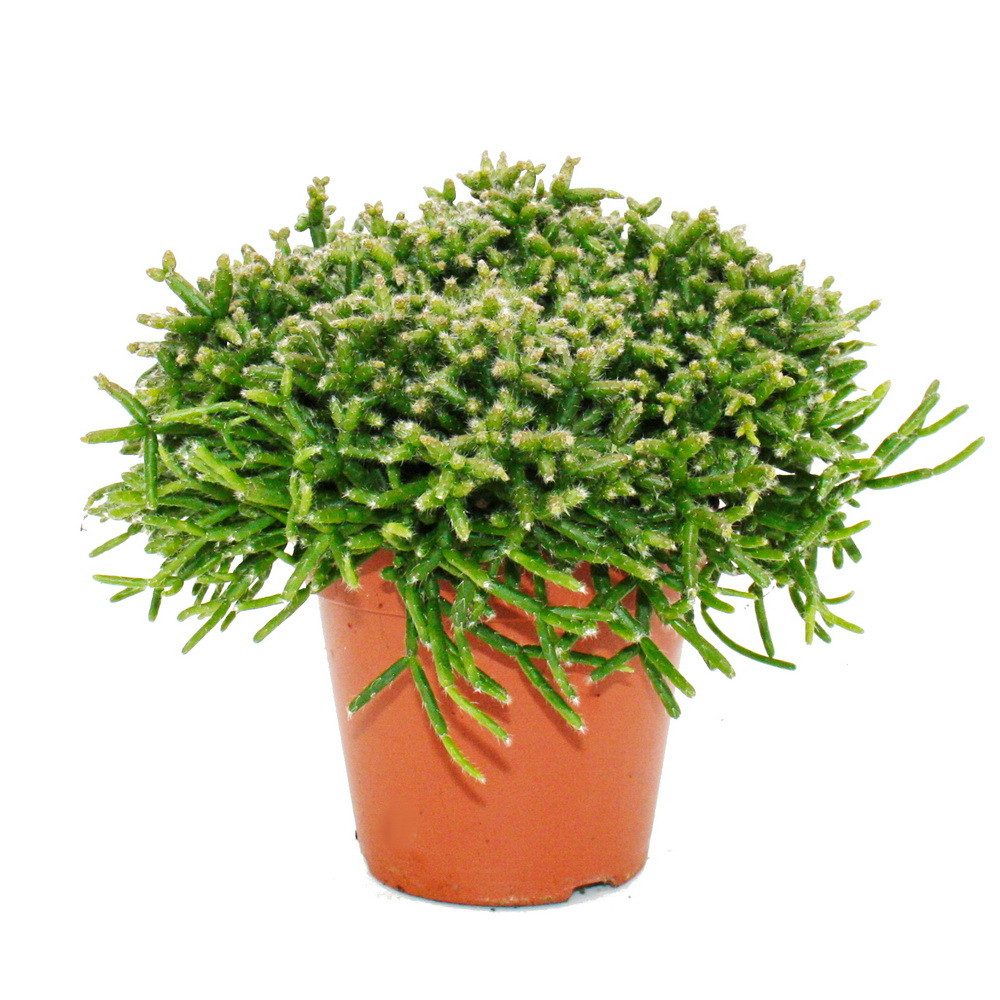 Exotenherz Kaktus Rhipsalis - Korallenkaktus - im 12cm Topf - sukkulente Zimmerpflanze