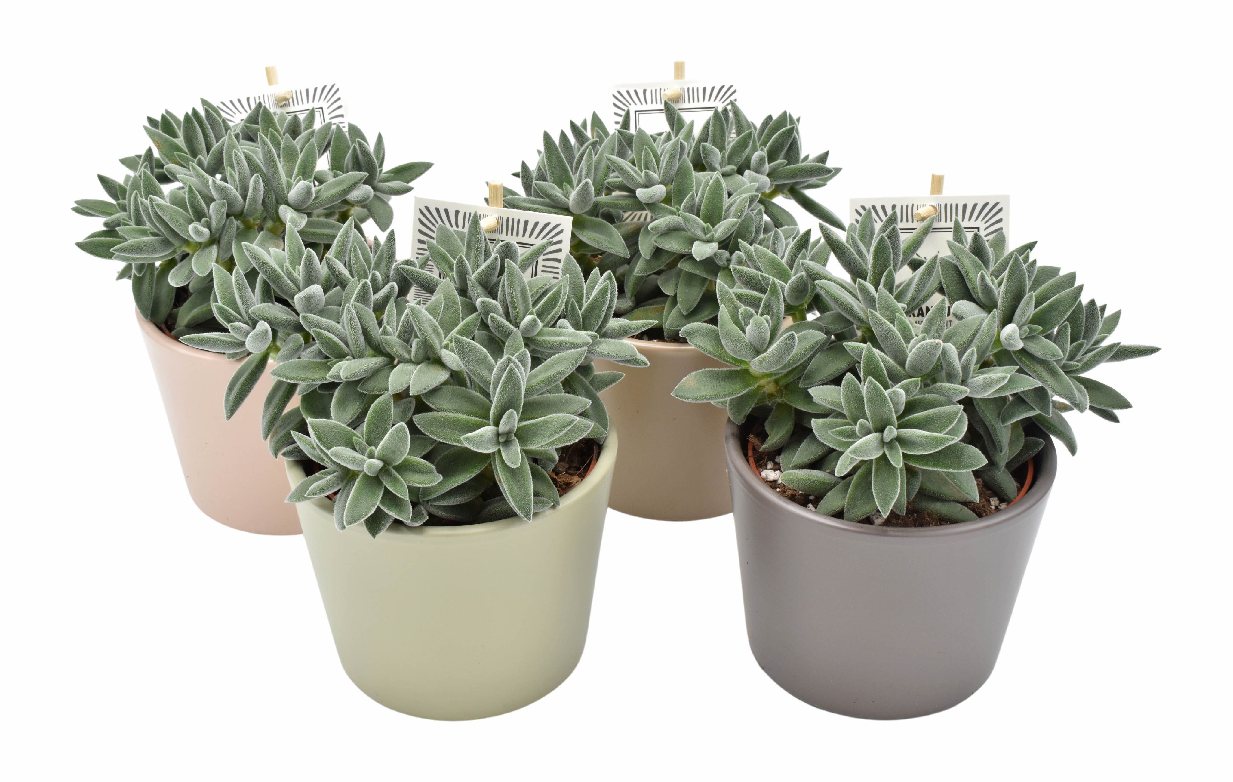 meinvipshop Zimmerpflanze 4er Set Sukkulenten Tarantula mit Übertopf Variante 2