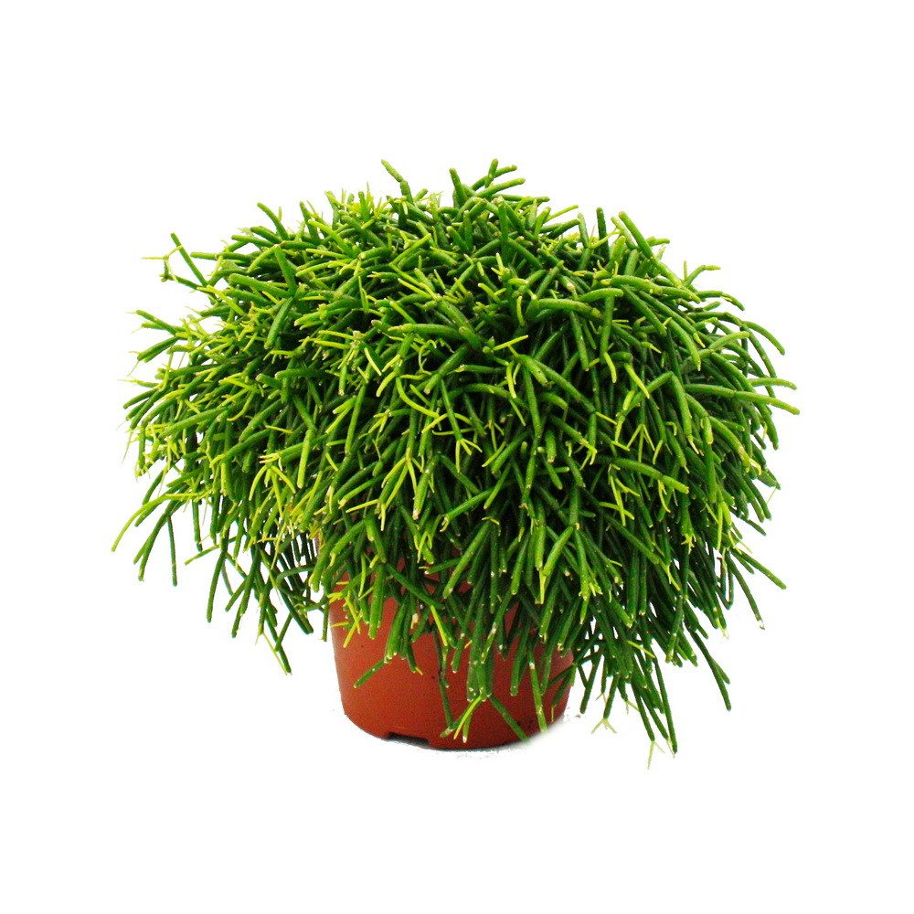 Exotenherz Kaktus Rhipsalis - Korallenkaktus - im 12cm Topf - sukkulente Zi günstig online kaufen