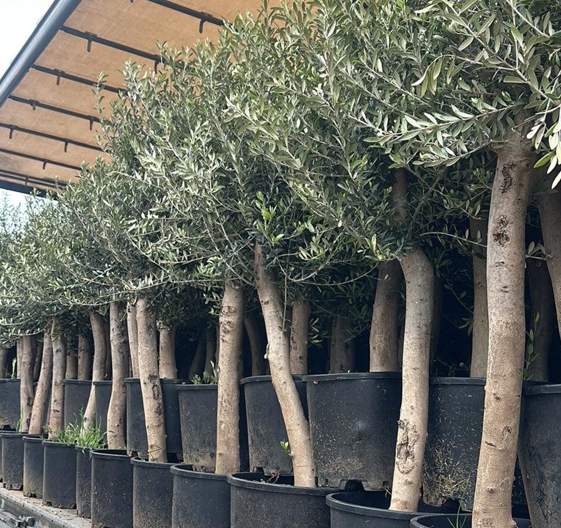Palms-Store Baum 2 x Olivenbäume Lieferhöhe wählbar, winterhart, Olea Europaea, 1 Paar (2 Stück), Mediterrane Symbolpflanze, traditionelles Zeichen für Frieden