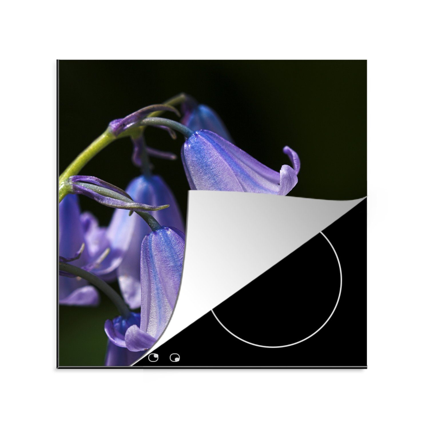 MuchoWow Herdblende-/Abdeckplatte Nahaufnahme der violetten Blüten einer Sternhyazinthe, Vinyl, (1 tlg), 78x78 cm, Ceranfeldabdeckung, Arbeitsplatte für küche
