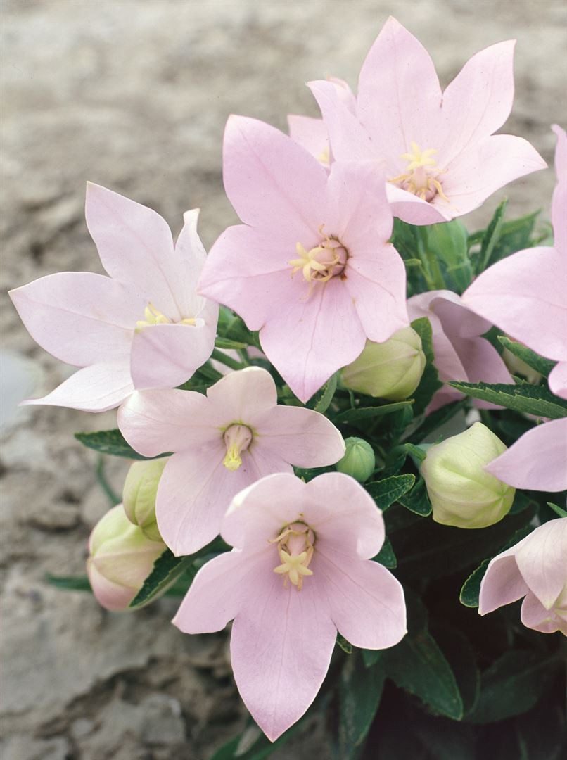 Pflanzen für Dich Staude Platycodon grand. Fuji Pink, 1 St., Ballonblume, Großblütige Ballonblume