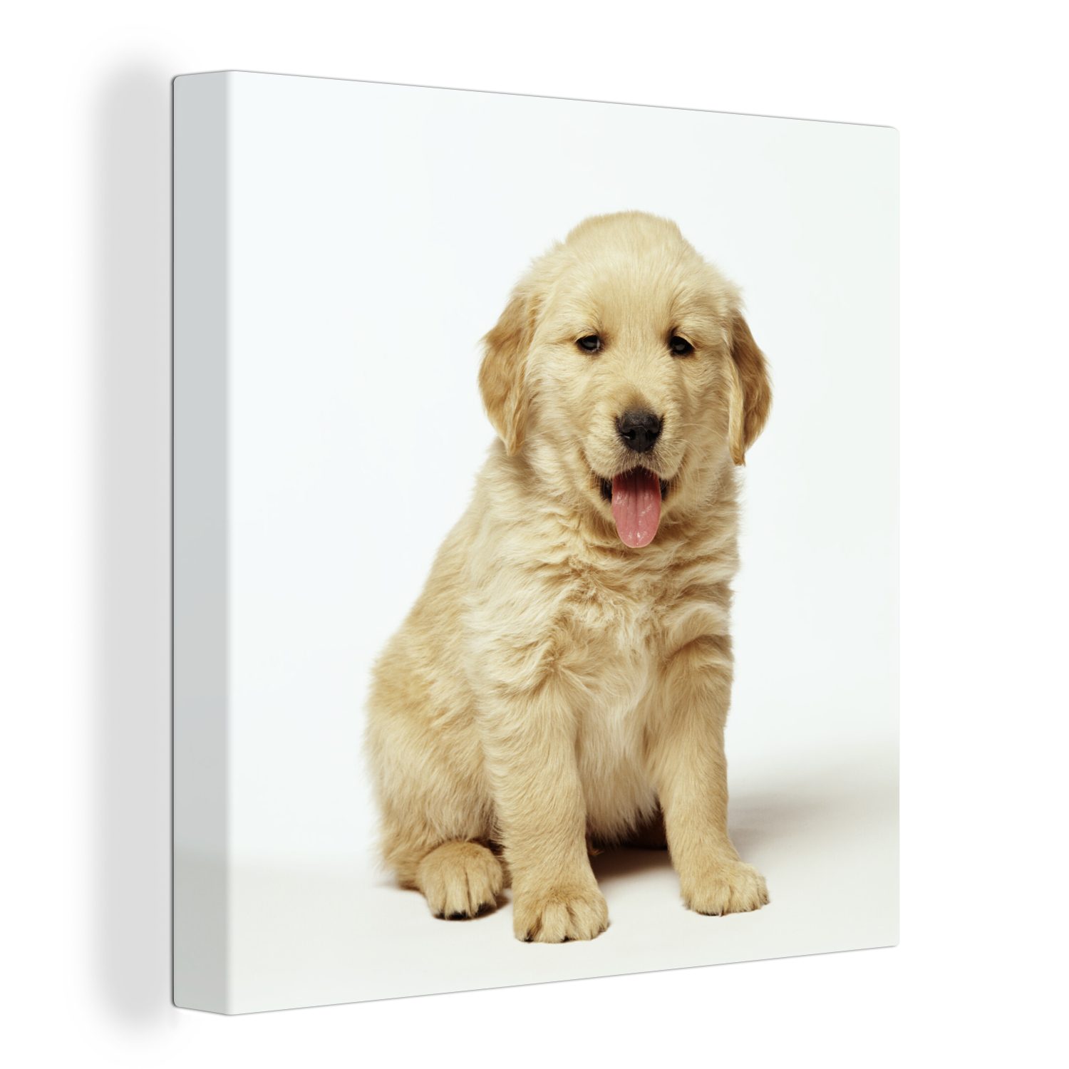 OneMillionCanvasses® Leinwandbild Porträt eines flauschigen Golden Retriever Welpen, (1 St), Leinwand Bilder für Wohnzimmer Schlafzimmer