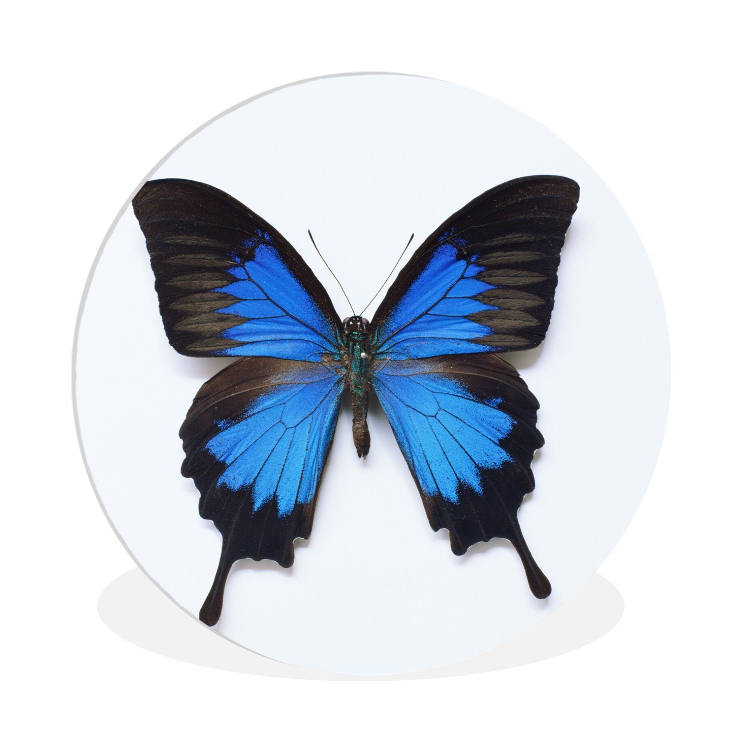 MuchoWow Gemälde Schmetterling - Insekten - Blau, (1 St), Kreis Wanddekoration Forex, Rundes Wandbild, Wohnzimmer, 30x30 cm
