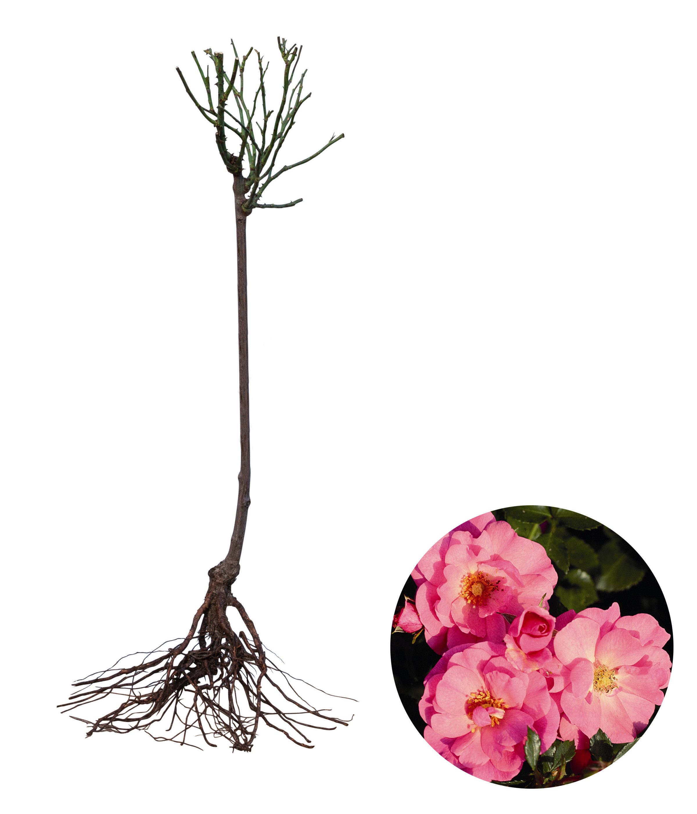 Dehner Rose Rose Bodendeckerrose Mirato®, Rosa-Hybride, Stämmchen, Stämmchen mit duftenden, rosa-farbenen Blüten, Züchter Tantau